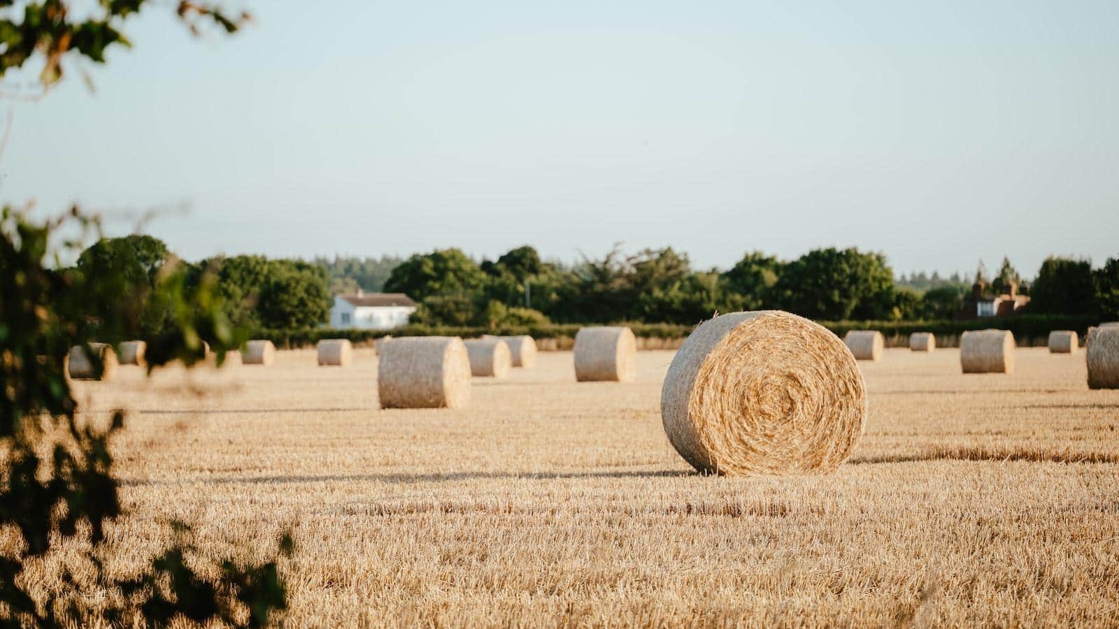 Harvesting Efficiency: Streamlining Production with WorkFlow360 CRM